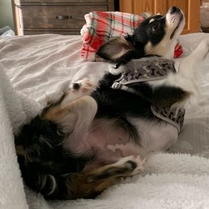 Meet your Posher, Tanna